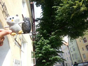 Owly in Tallinn 9